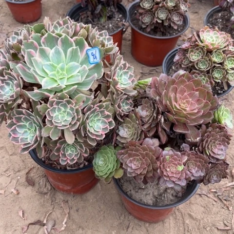 906多肉植物组合，