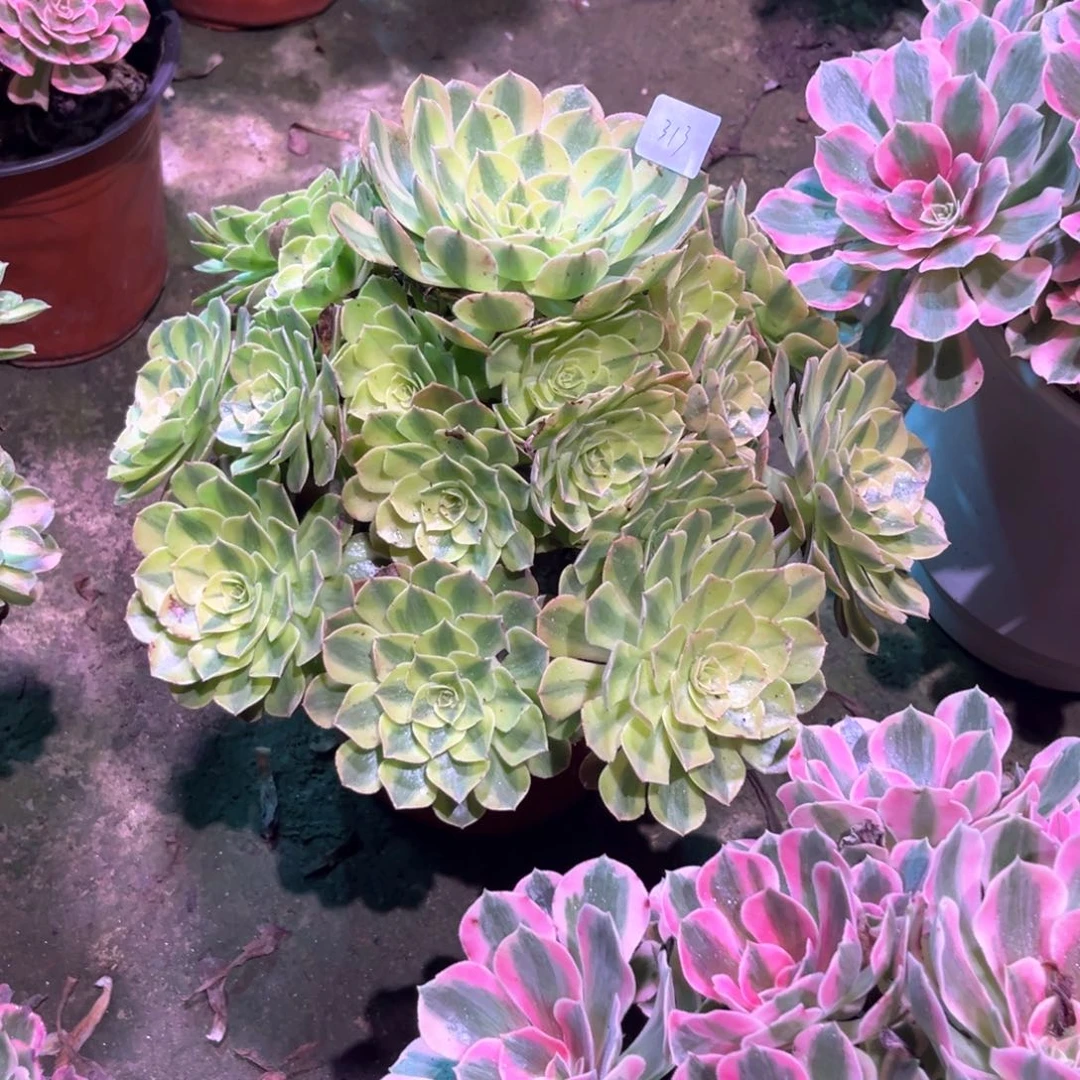 多肉植物雨荷00313