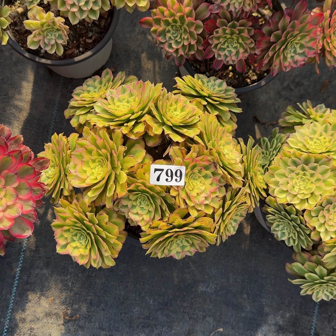 0000799黛玉多肉植物