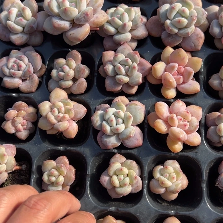 香橙到手3颗2.5-4cm 量拍多肉满18元包邮下午发货