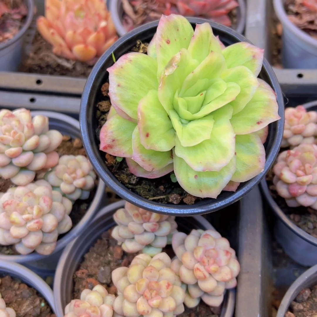 冰玫瑰锦，带盆发货