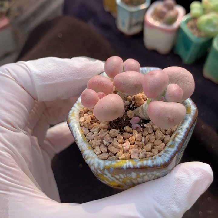 亚美奶酪 3头+小脑袋 木质桩