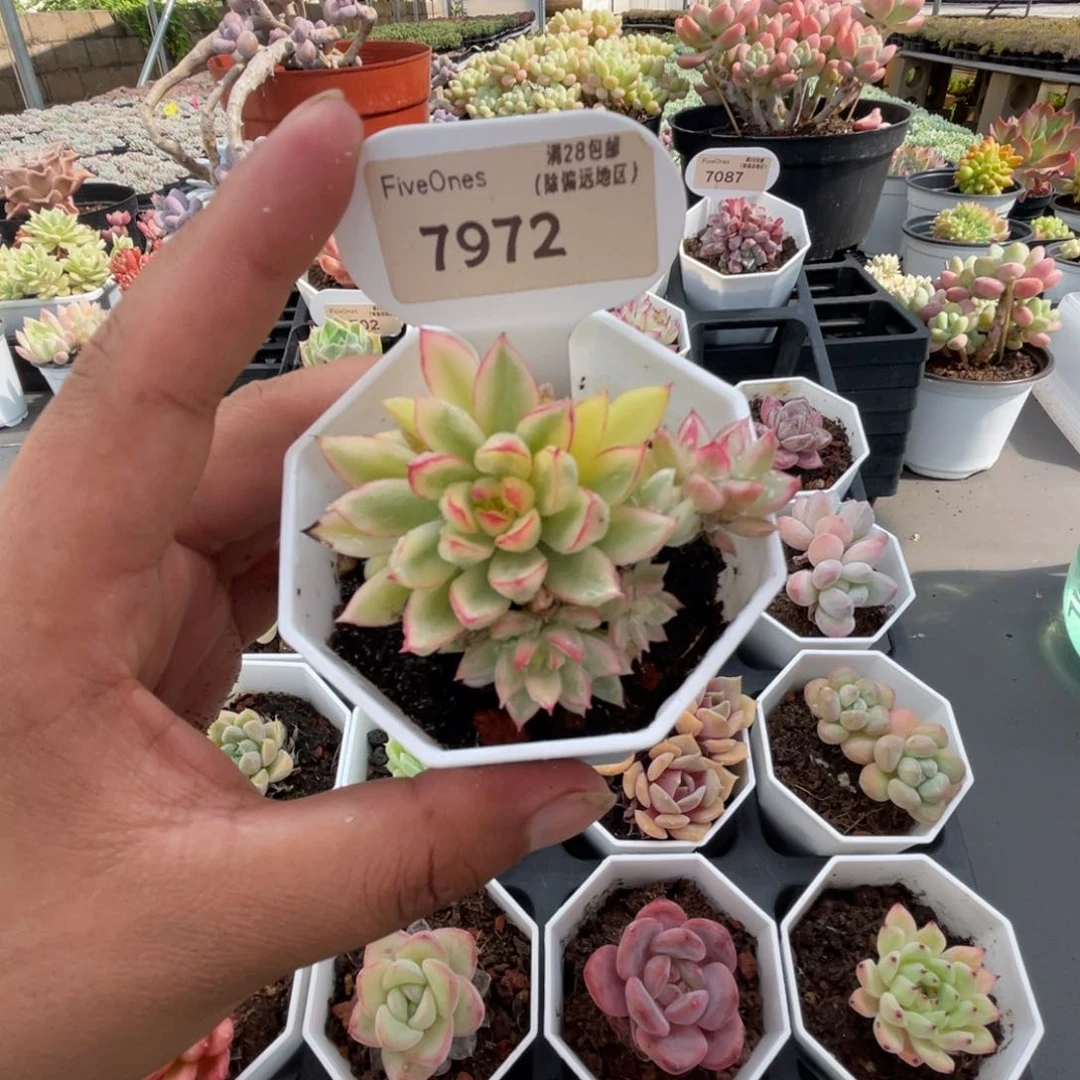 7972女雏锦4.5厘米