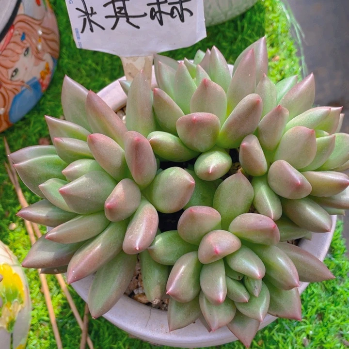 谢谢你的支持000000048