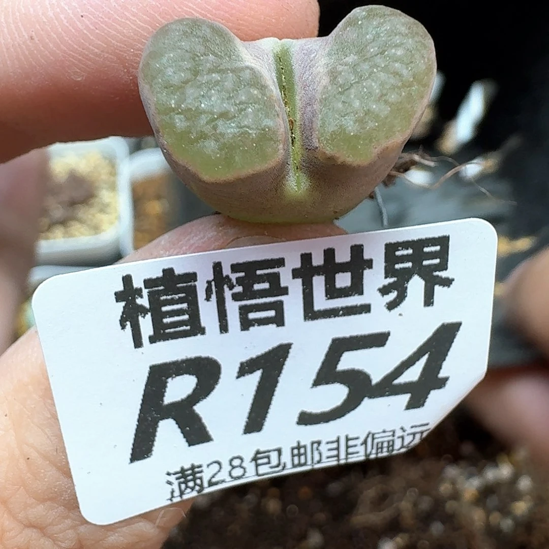 多肉植物的日子去dt