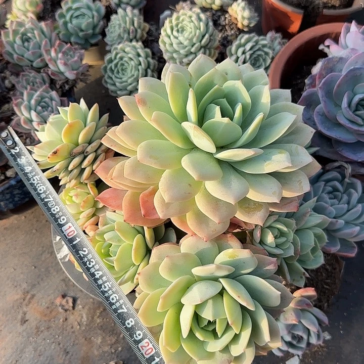 恋曲679 多肉植物一物一拍