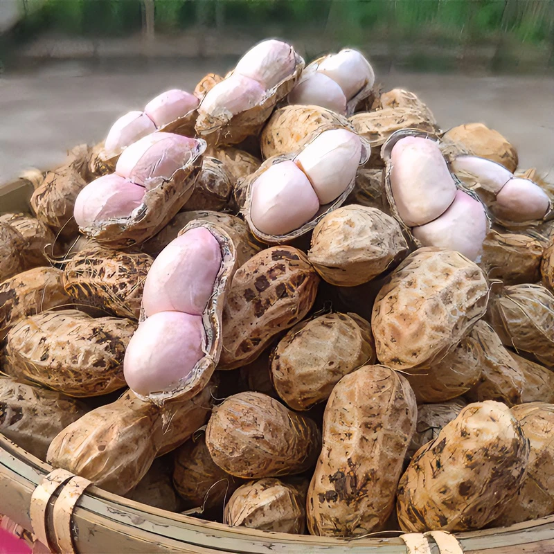 新鲜湿花生农家种植带壳湿花生鲜挖花生粉皮鲜花生带壳新鲜带壳花