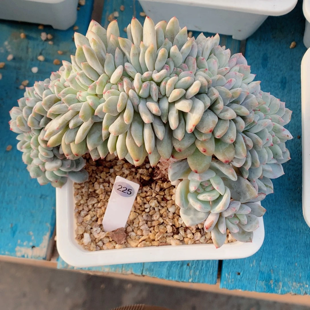 橙子缀58包邮  群生不包整225