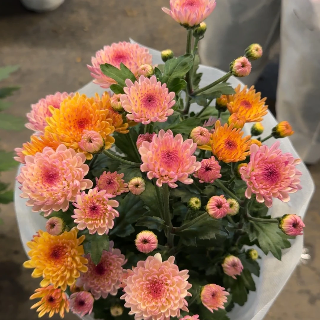 奶油双色宝莲灯小菊盆栽