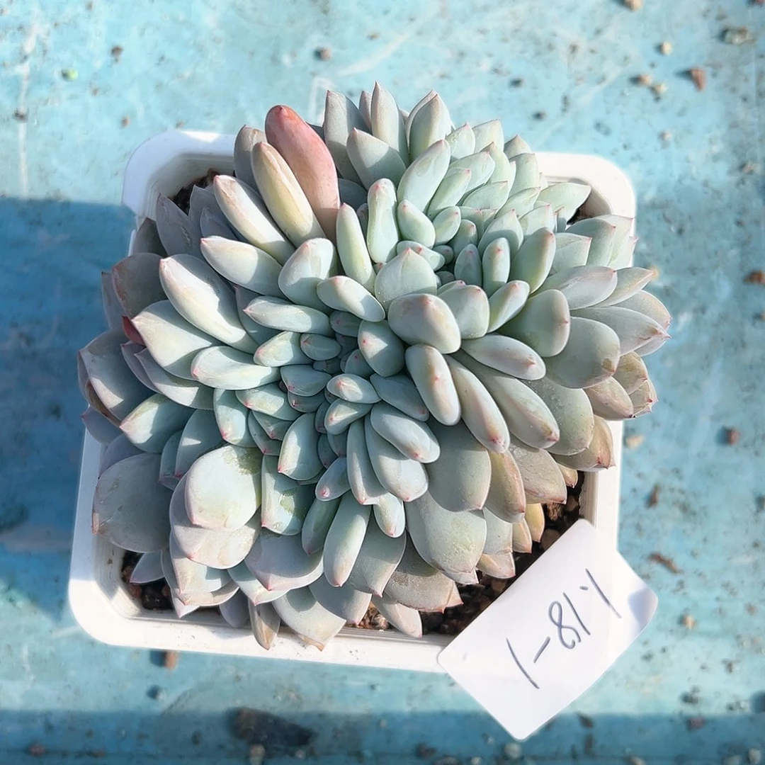 118-1橙子缀化多肉