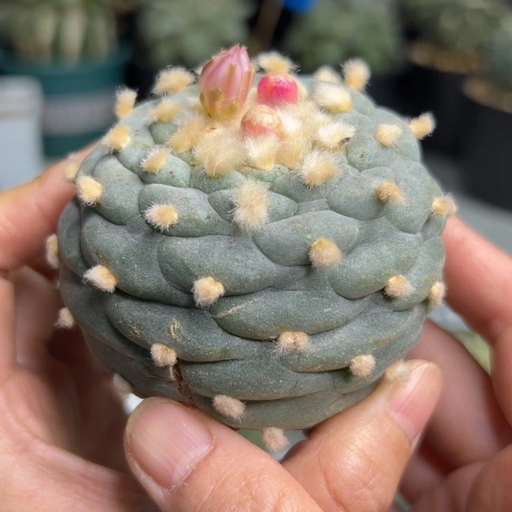 347 无根 仙人球的故事是