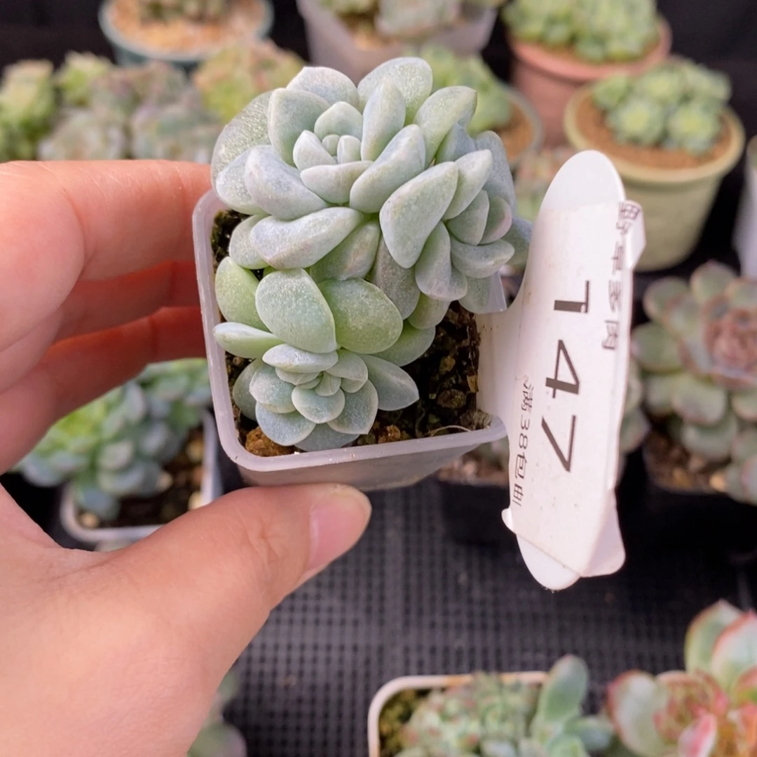 石化冰玉三头群147号