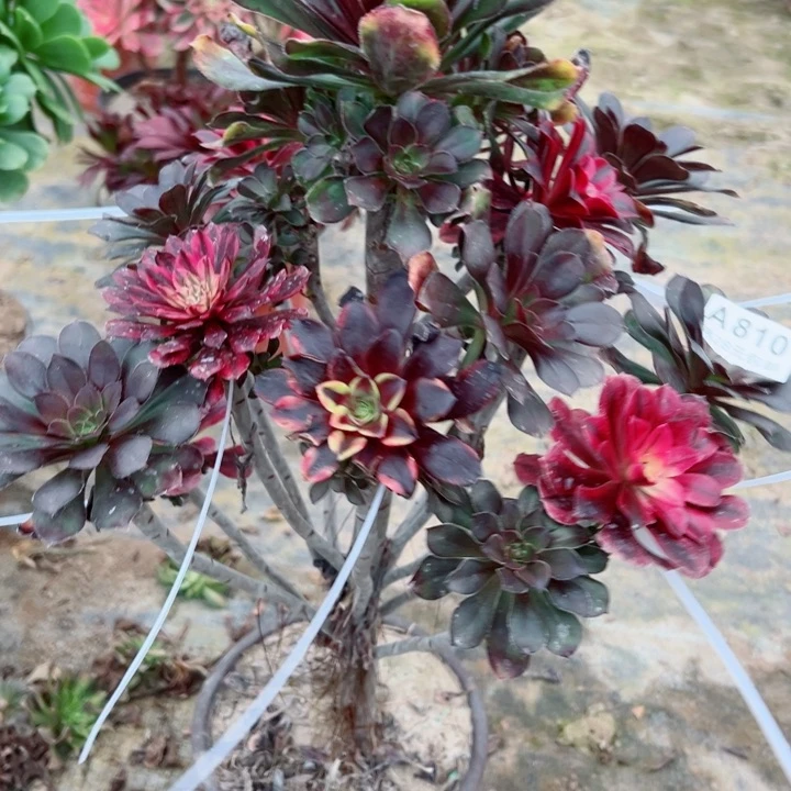 610圆叶嫁接多肉枝