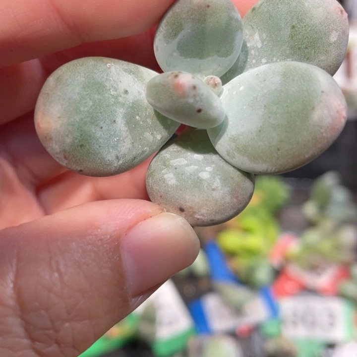 369号大叶奶锦啊啊啊啊