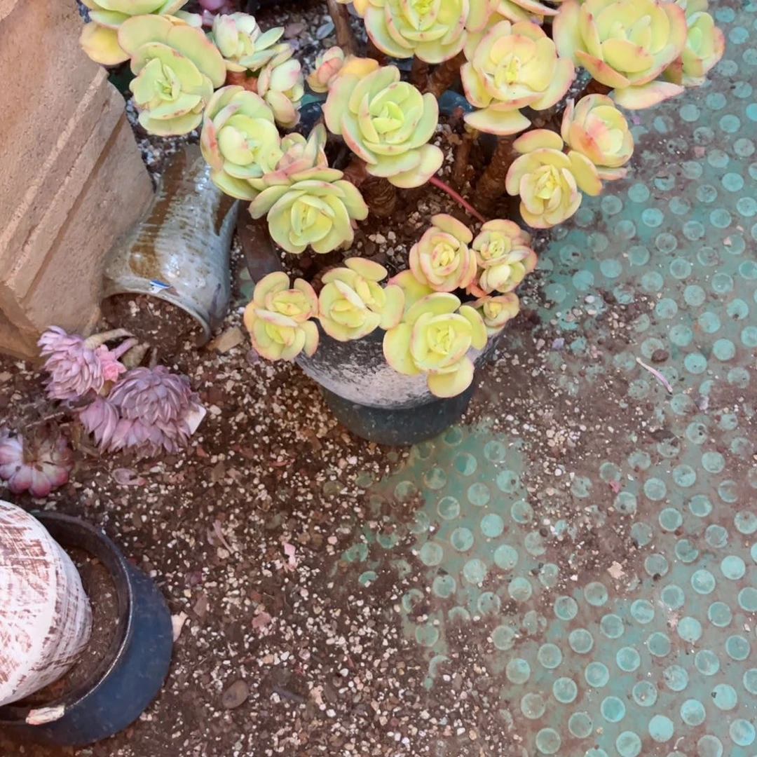 乐*你是否还记得你曾经说的