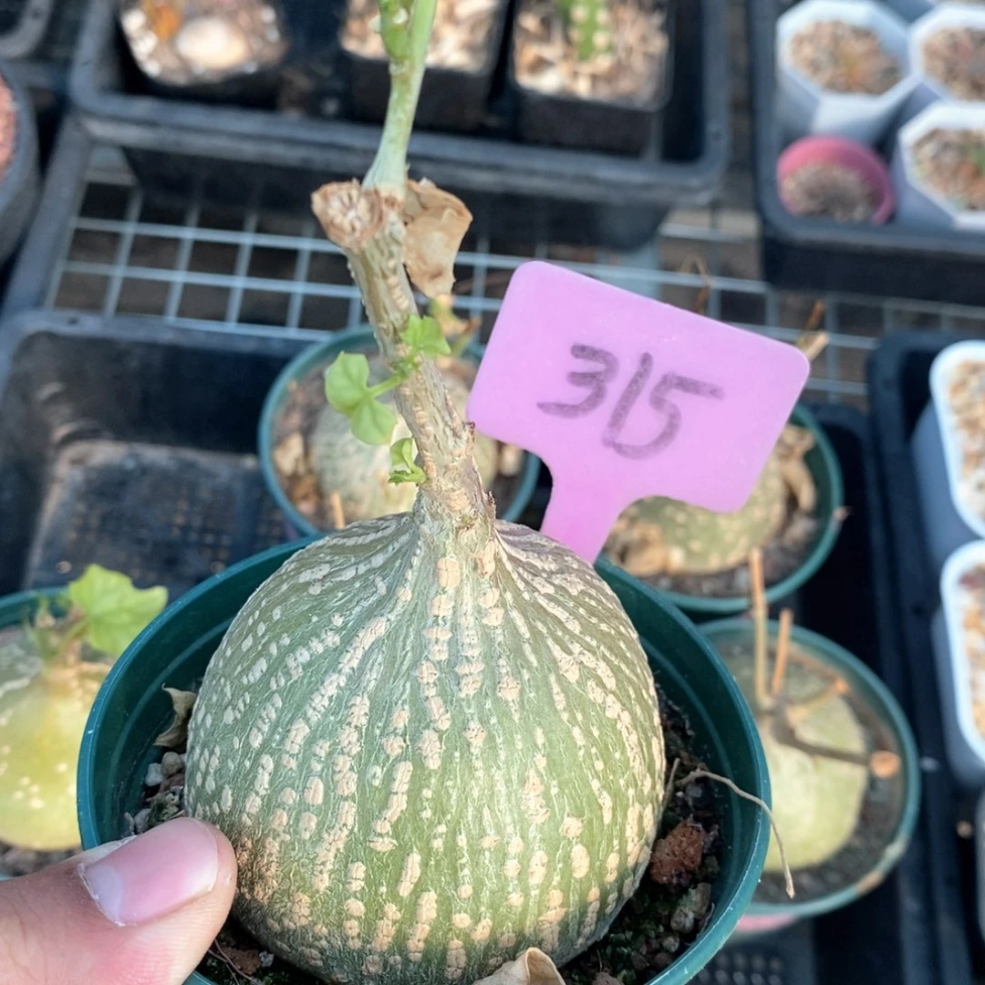 银叶睡布袋多肉植物