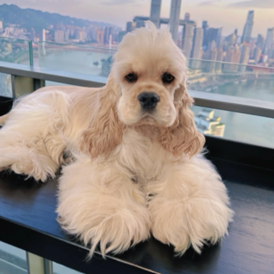 【浩哥专属 】美国可卡犬活体