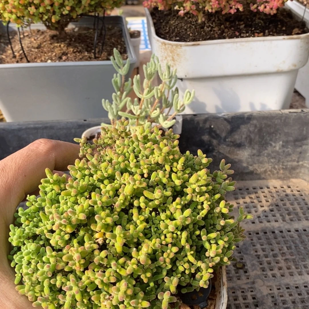 枝干番杏多肉植物049