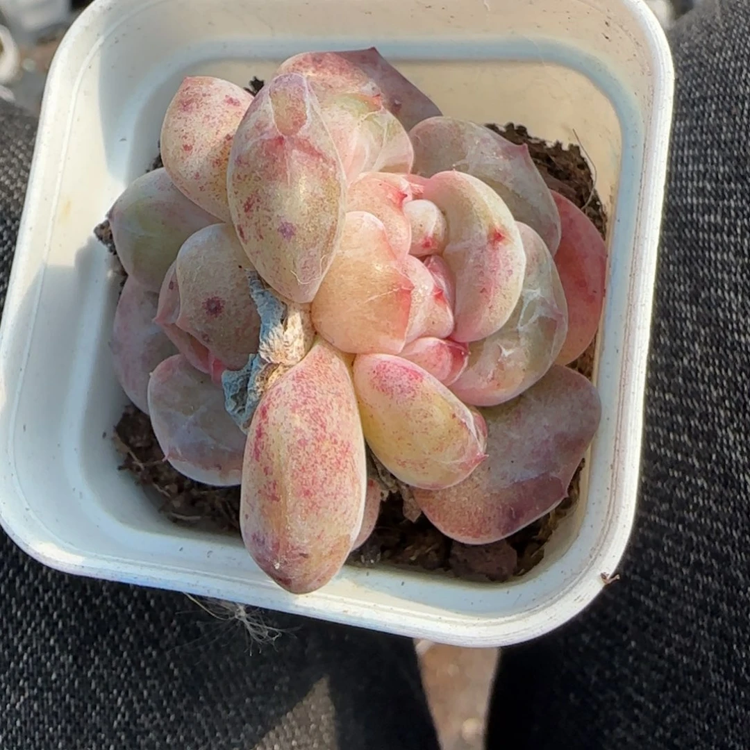 小卡拉米糖心一物一拍