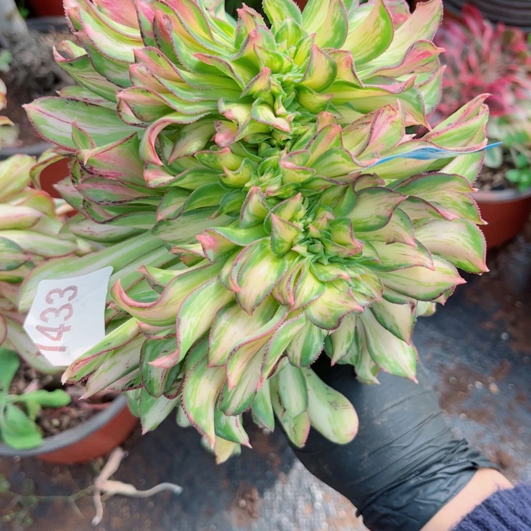多肉植物806幻彩