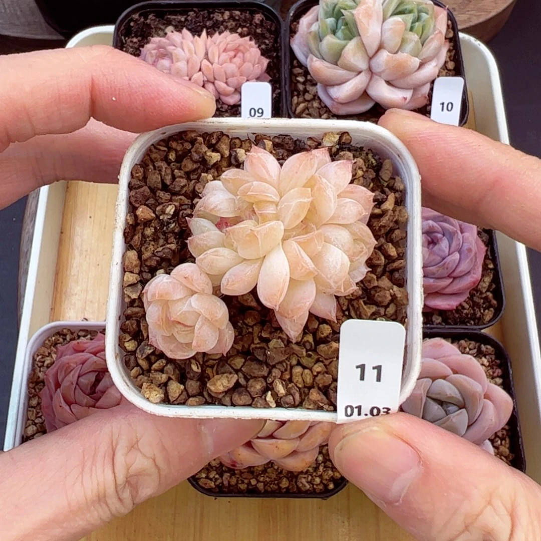 好好看11、哈哈哈哈