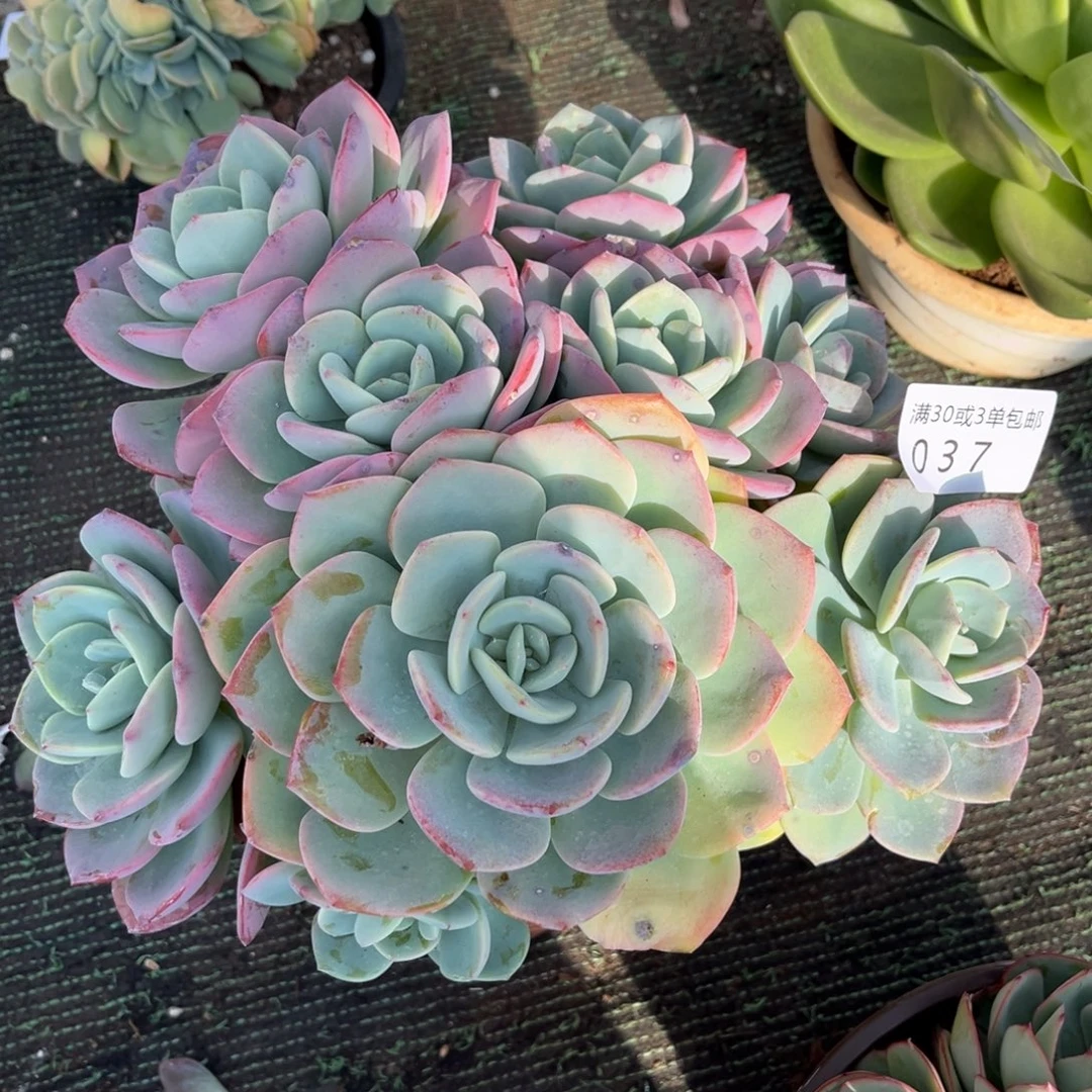 037白月光群多肉植物……