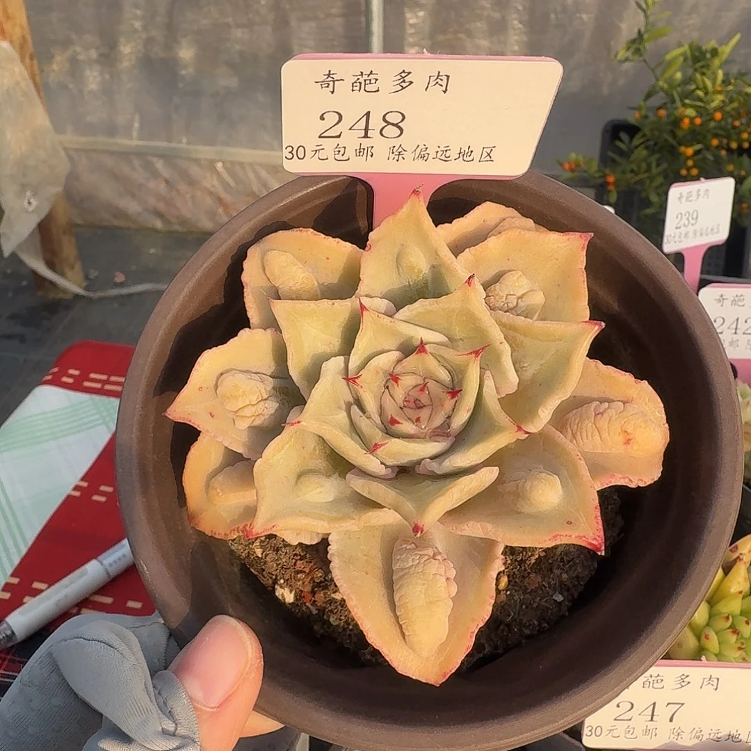 248 脱土 一物一拍 不包整