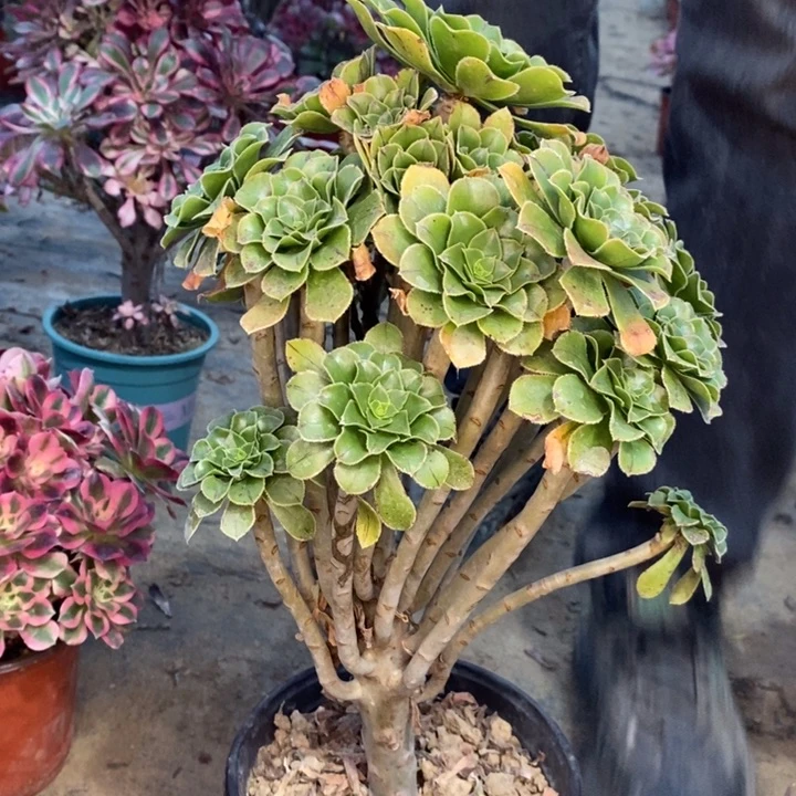 原始绿29多肉植物法师法师