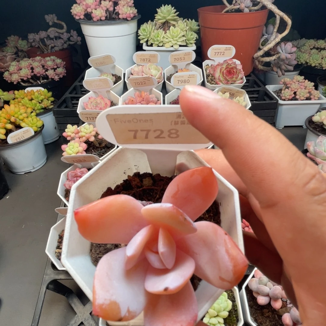 7728奶糖 5.0厘米