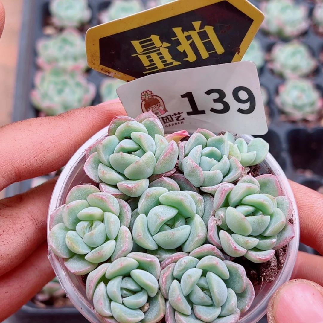 多肉植物多肉植物