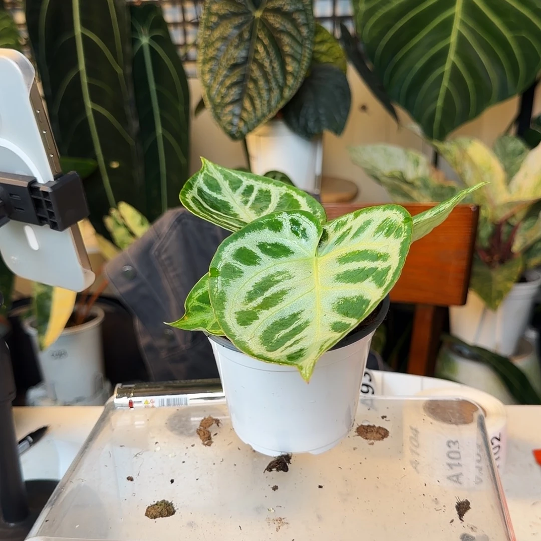 完全开放A83铜锣烧