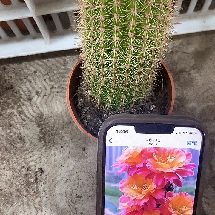 时光毛花，25789090
