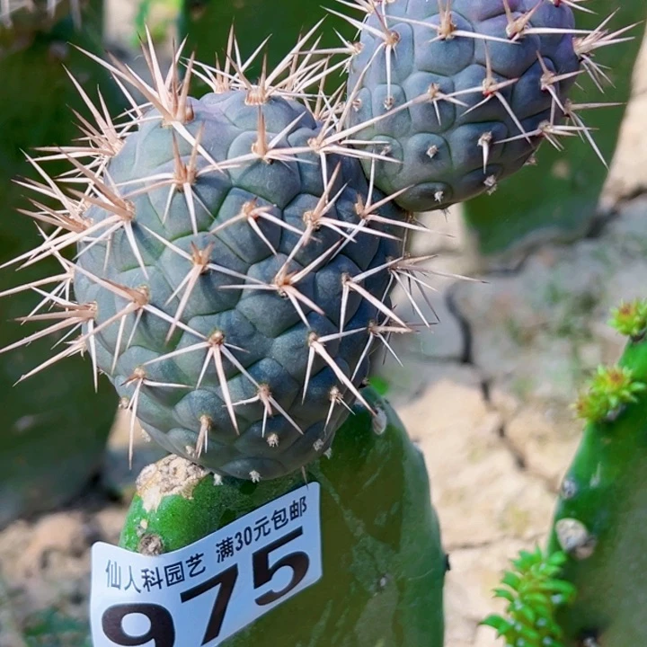 无花朵你****景福利金刺习975