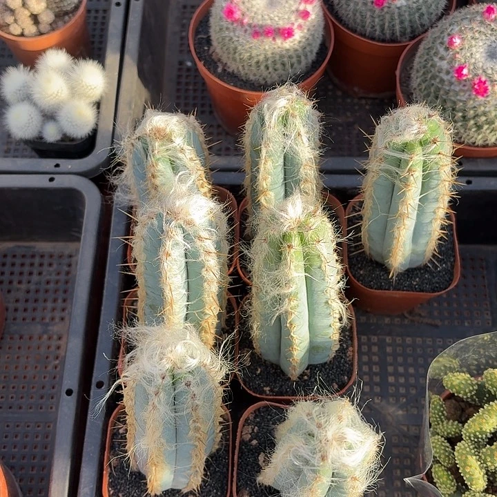 长毛蓝柱仙人球123