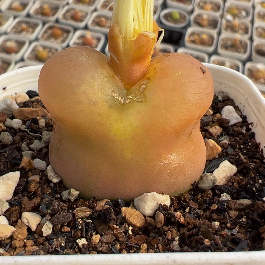 喜****055多肉植物种类多样