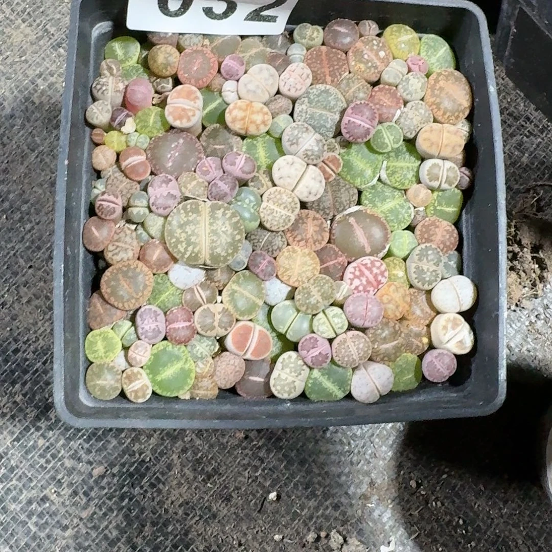 哎***喂生石花一物一拍10公分盆032