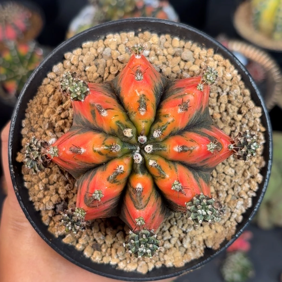 泰系米哈实生母本380