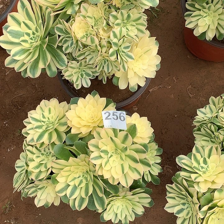 多肉法师法师多肉256