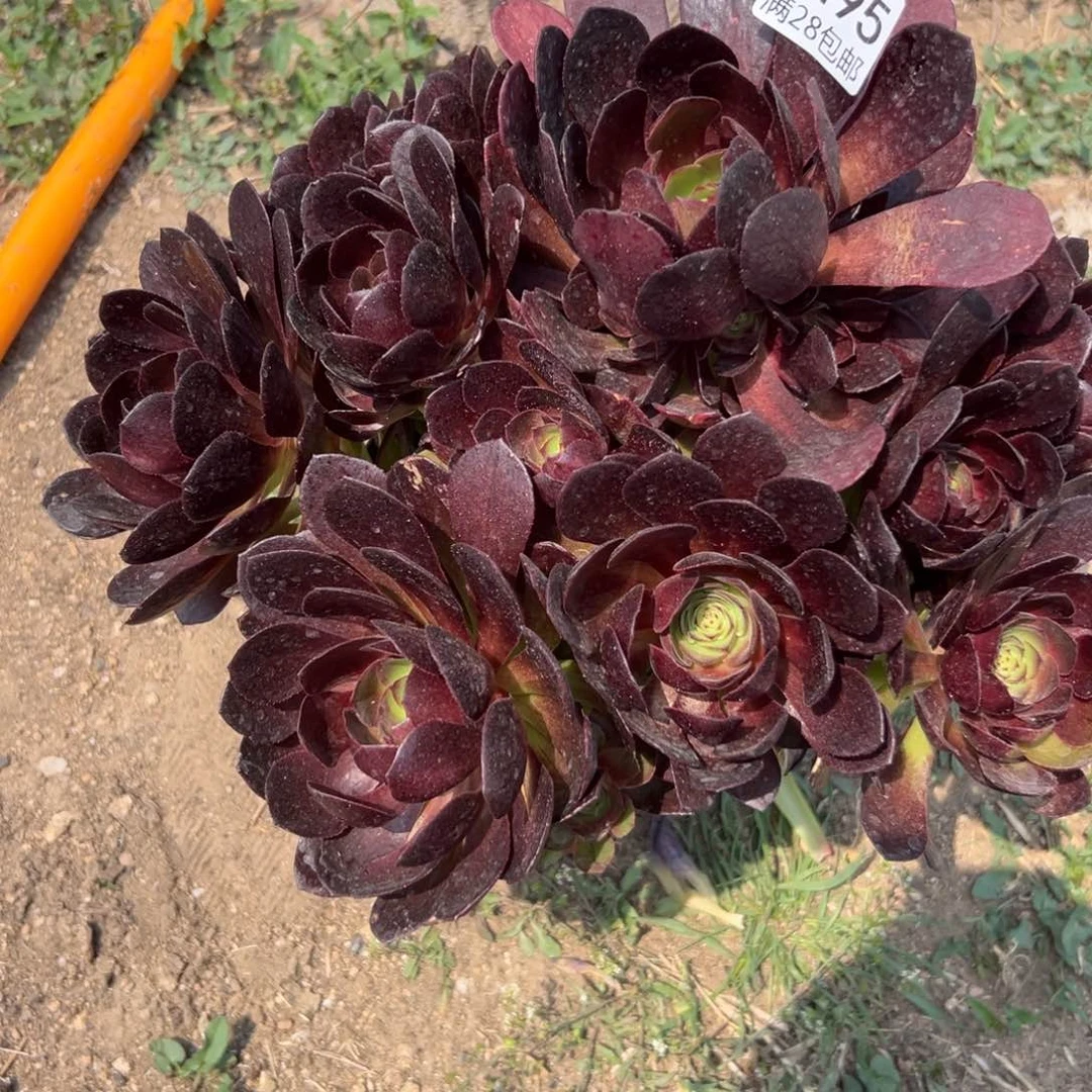 495多肉     黑寡妇