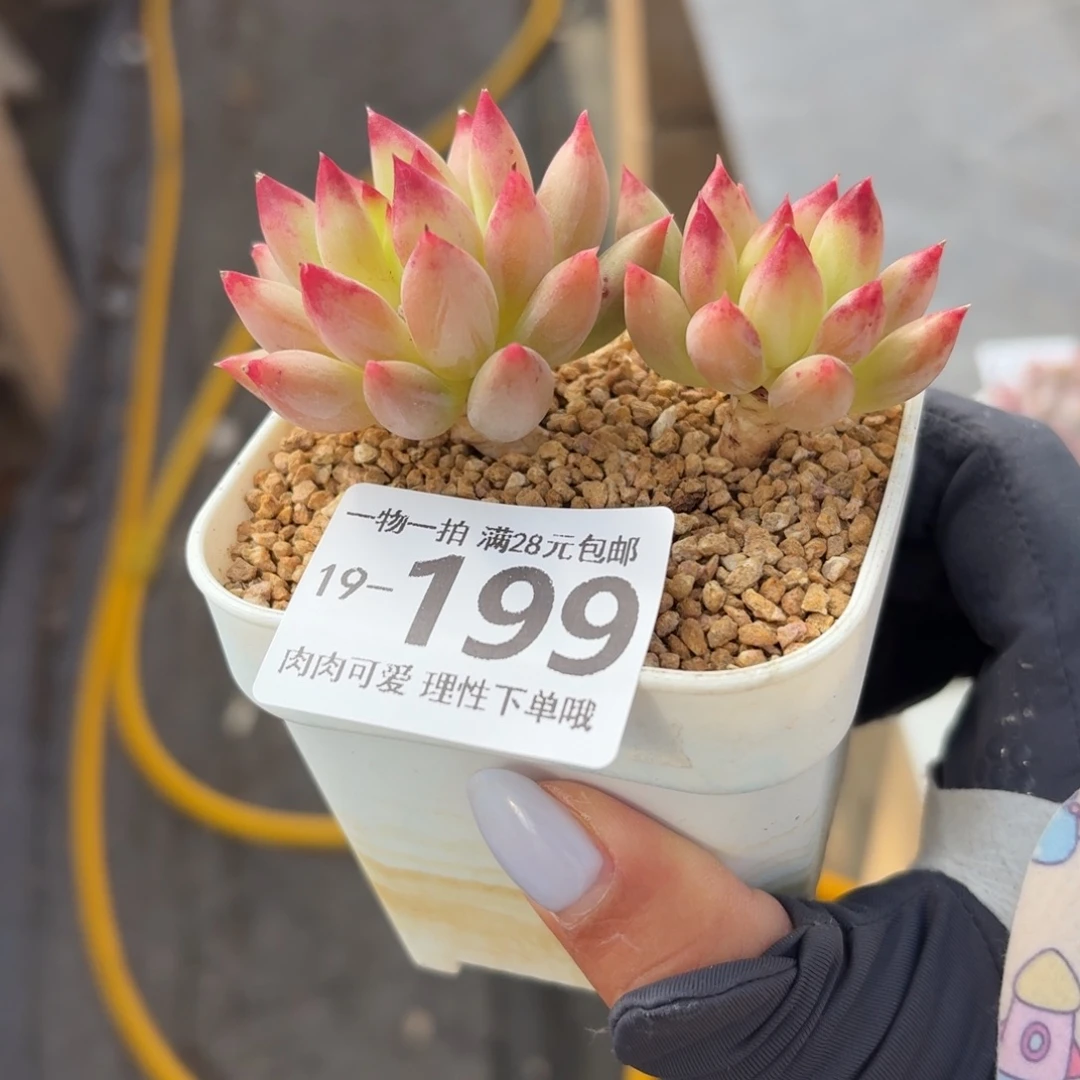 虞美人无盆土发货无