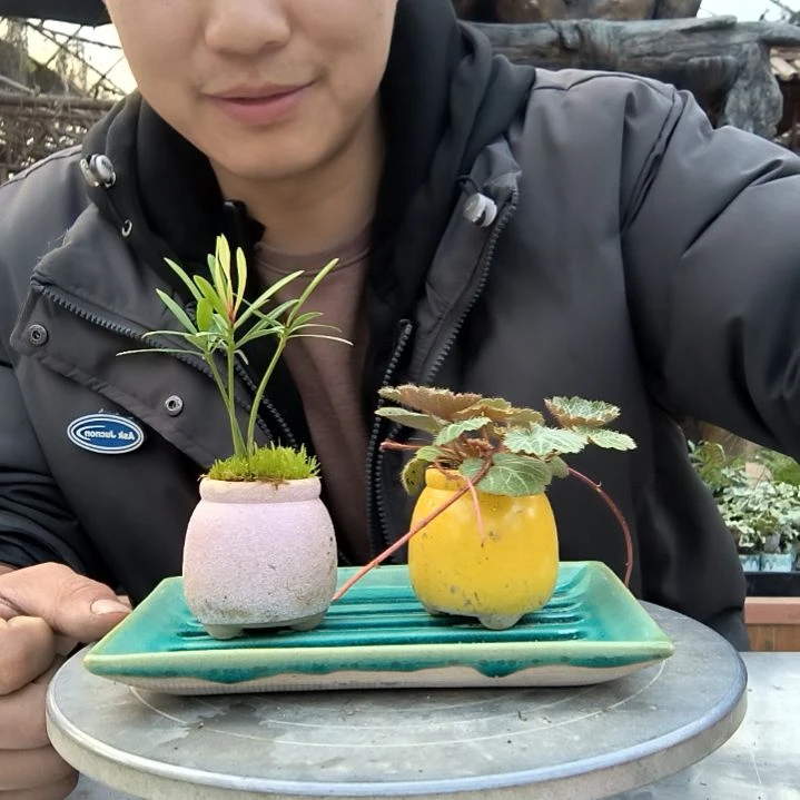 夏**?小盆景小植物一物一拍158