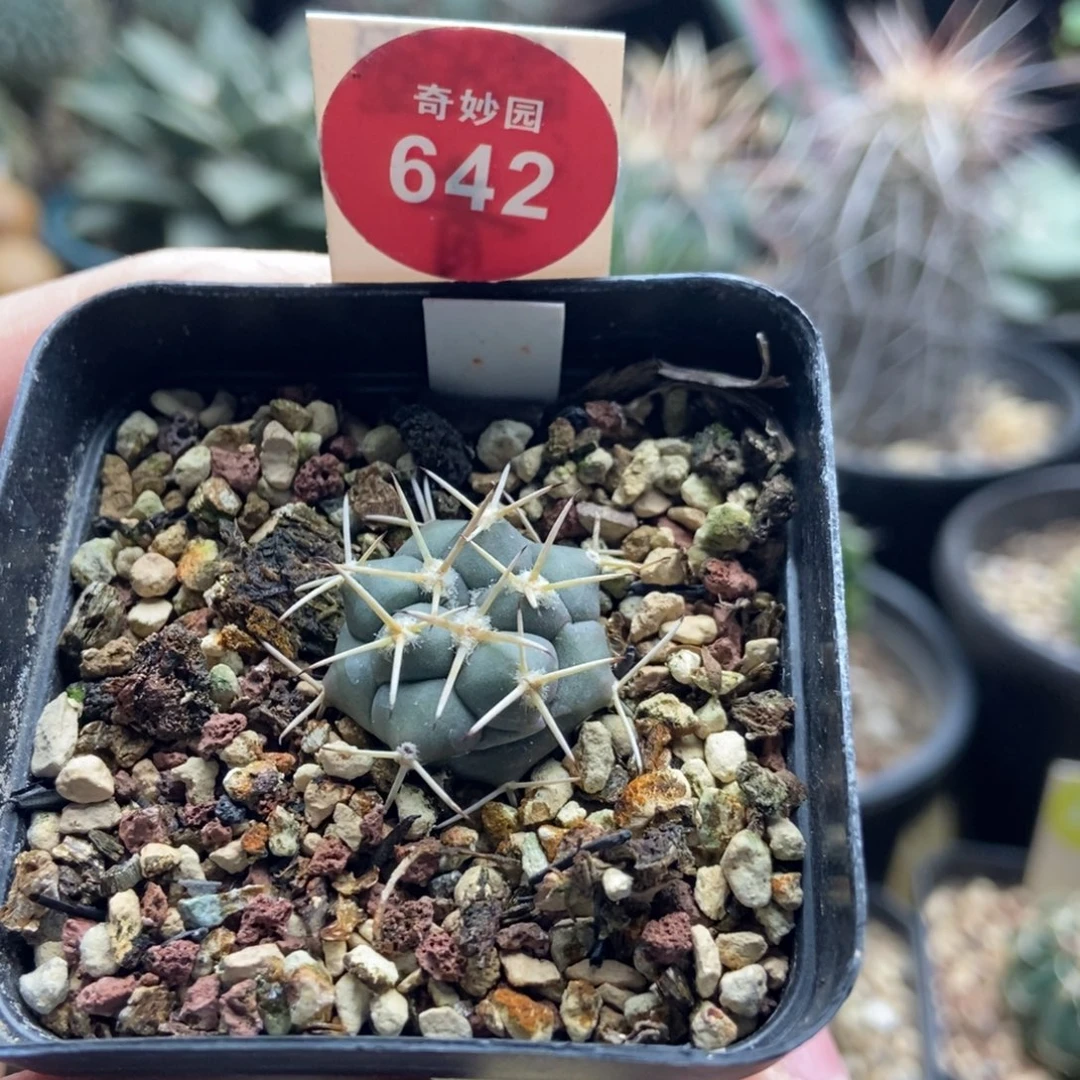 实生顶花大祥冠1.9cm