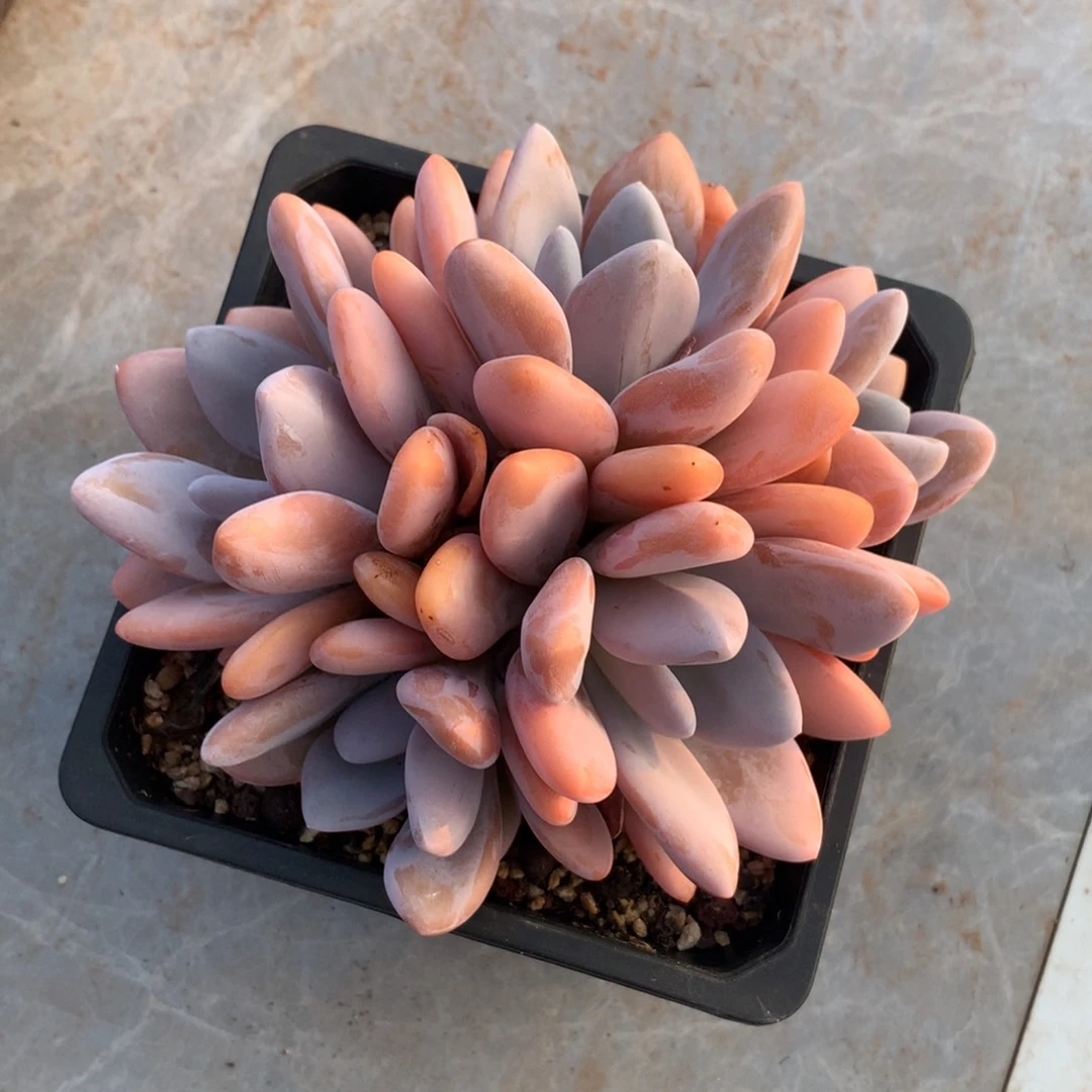 多肉植物 一物一拍