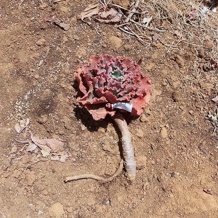 楊*阿狸来特114号