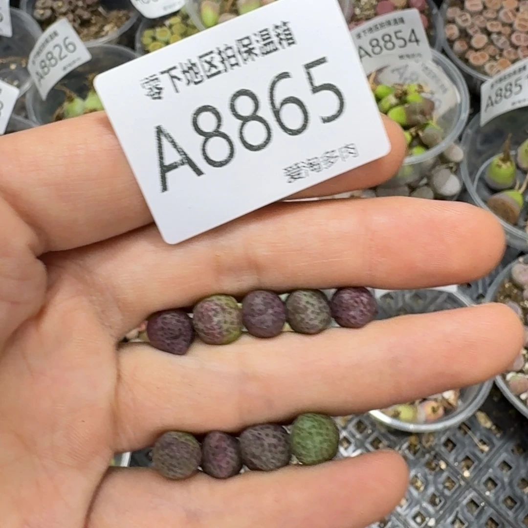 8865––零下地区需拍保温箱