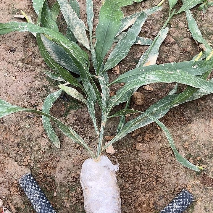 月***升23589998908909946899