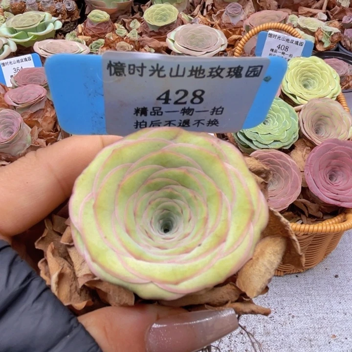 山地玫瑰428裸根发货不售后