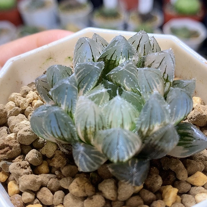 蓝镜玉露锦带盆土发货woo