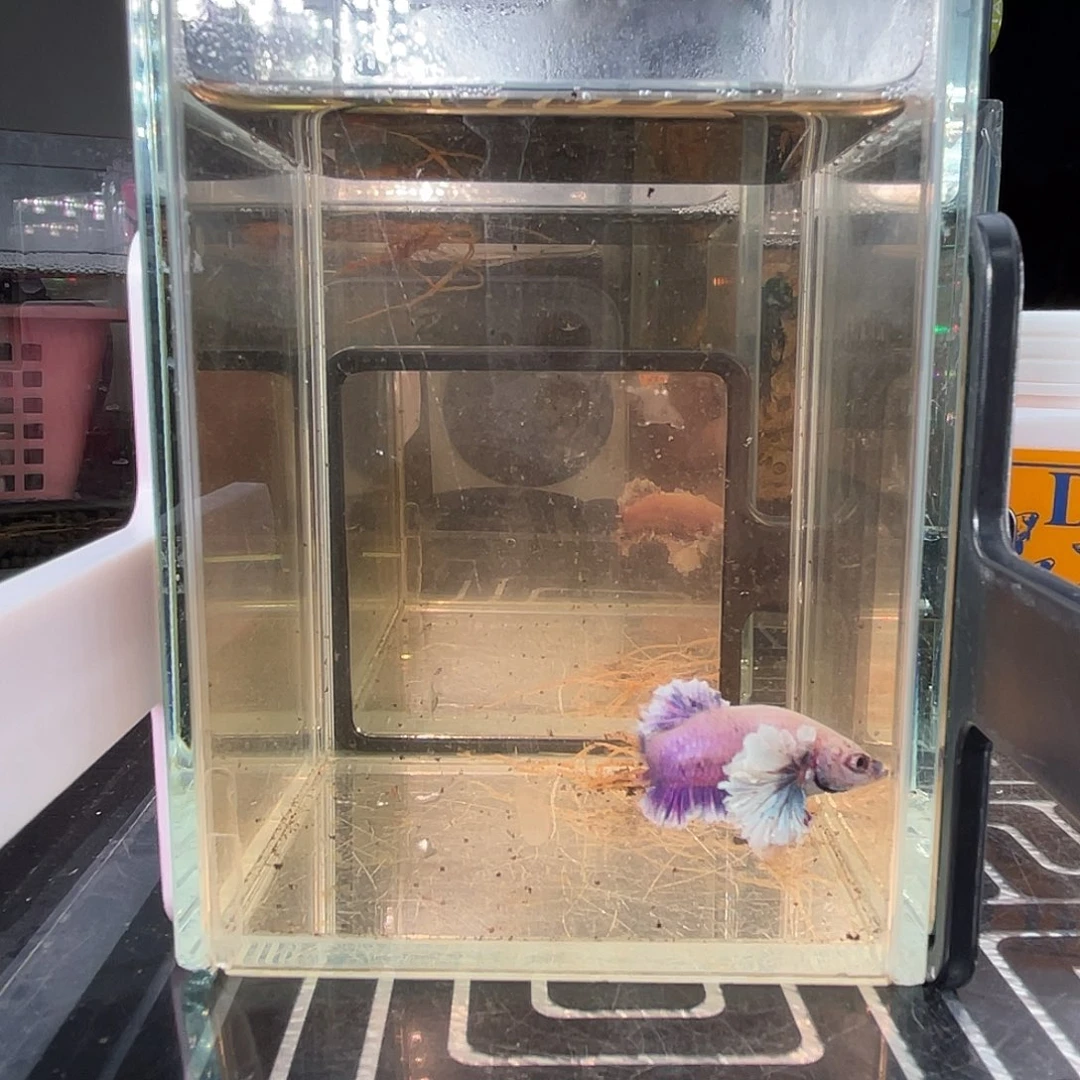 斗鱼27号紫罗兰大耳绣球公