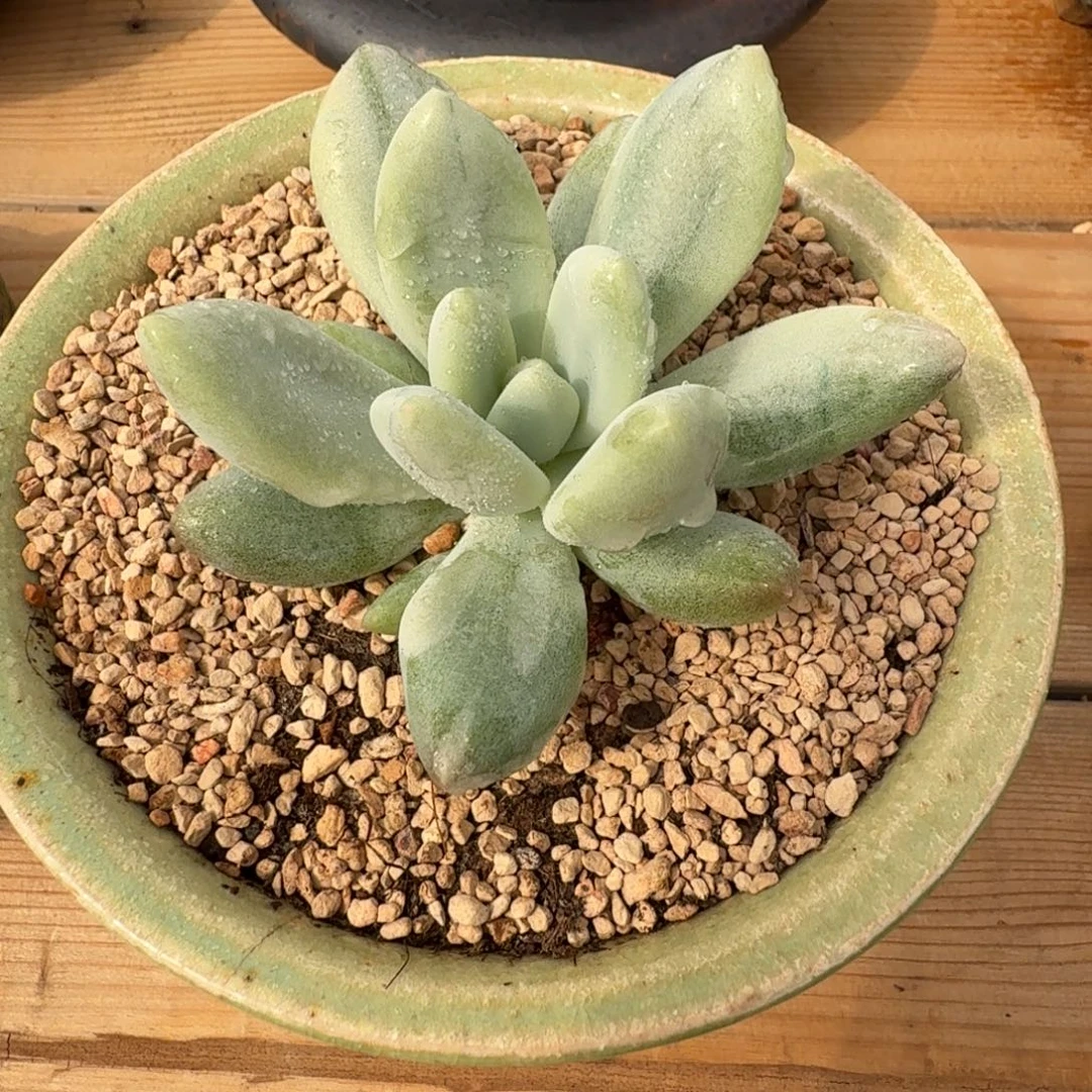 新香水 安吉园艺锦锦